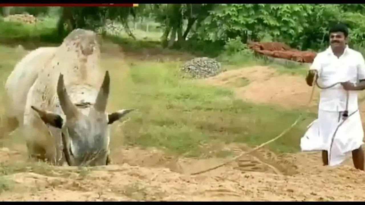 ஜல்லிக்கட்டுக்கு தயாராகும் அமைச்சர் விஜய பாஸ்கர்..! காளைகளுடன் களத்தில் அதிரடி..! ஜல்லிக்கட்டுக்கு தயாராகும் அமைச்சர் விஜய பாஸ்கர்..! காளைகளுடன் களத்தில் அதிரடி..!