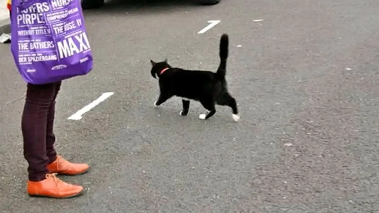 बिल्ली का रास्ता काटना होता है अशुभ, ये हैं बिल्ली से जुड़े ऐसे ही 8 शकुन अपशकुन बिल्ली का रास्ता काटना होता है अशुभ, ये हैं बिल्ली से जुड़े ऐसे ही 8 शकुन अपशकुन