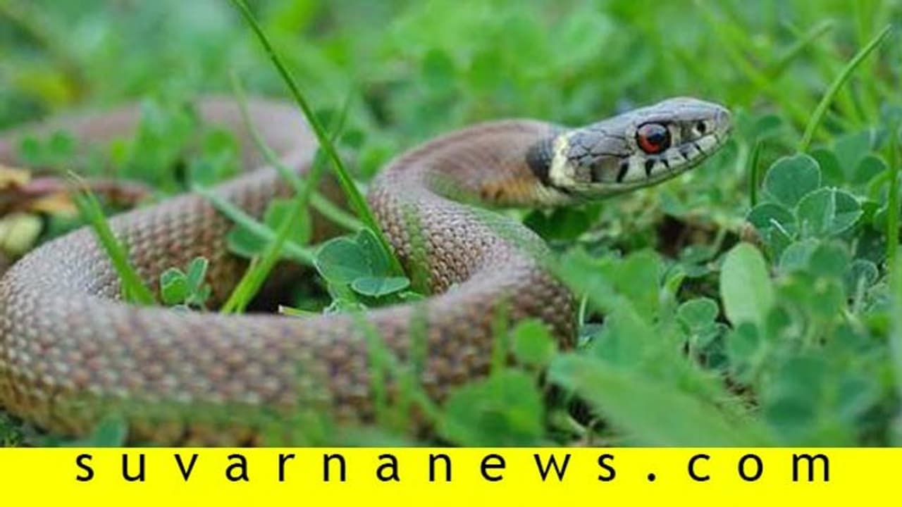 ಹಾವುಗಳನ್ನು ನಿಮ್ಮ ಮನೆಯಿಂದ ದೂರವಿಡುವುದು ಹೇಗೆ? ಹಾವುಗಳನ್ನು ನಿಮ್ಮ ಮನೆಯಿಂದ ದೂರವಿಡುವುದು ಹೇಗೆ?