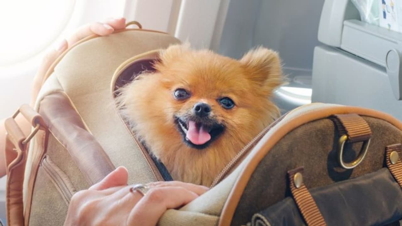 "ശബ്ദം ഇല്ലാത്തവർക്ക് വേണ്ടി ഞങ്ങൾ ശബ്ദിക്കും" സർക്കാരിന്റെ കനിവിനായി മൃഗസ്നേഹികൾ "ശബ്ദം ഇല്ലാത്തവർക്ക് വേണ്ടി ഞങ്ങൾ ശബ്ദിക്കും" സർക്കാരിന്റെ കനിവിനായി മൃഗസ്നേഹികൾ