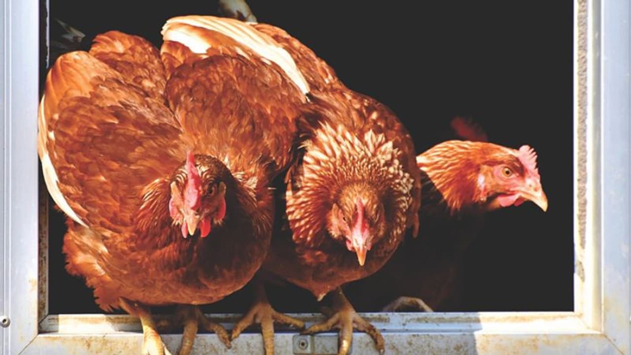 കൊറോണവൈറസ്: വ്യാജപ്രചാരണത്തിൽ വീണ് ഇറച്ചിക്കോഴി, മുട്ട കച്ചവടക്കാർ കൊറോണവൈറസ്: വ്യാജപ്രചാരണത്തിൽ വീണ് ഇറച്ചിക്കോഴി, മുട്ട കച്ചവടക്കാർ