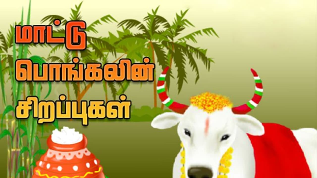 மாட்டுப் பொங்கல் 2024 : மாட்டுப் பொங்கல் ஏன் கொண்டாடப்படுகிறது? அதன் முக்கியத்துவம் என்ன? மாட்டுப் பொங்கல் 2024 : மாட்டுப் பொங்கல் ஏன் கொண்டாடப்படுகிறது? அதன் முக்கியத்துவம் என்ன?