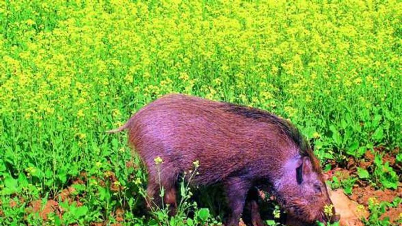 அந்த பன்னிய பிடிச்சு லிஸ்டுக்கு வெளியில போடுங்க சார்: கலெக்டரை கதறவிட்ட சிட்டிசன்ஸ் அந்த பன்னிய பிடிச்சு லிஸ்டுக்கு வெளியில போடுங்க சார்: கலெக்டரை கதறவிட்ட சிட்டிசன்ஸ்