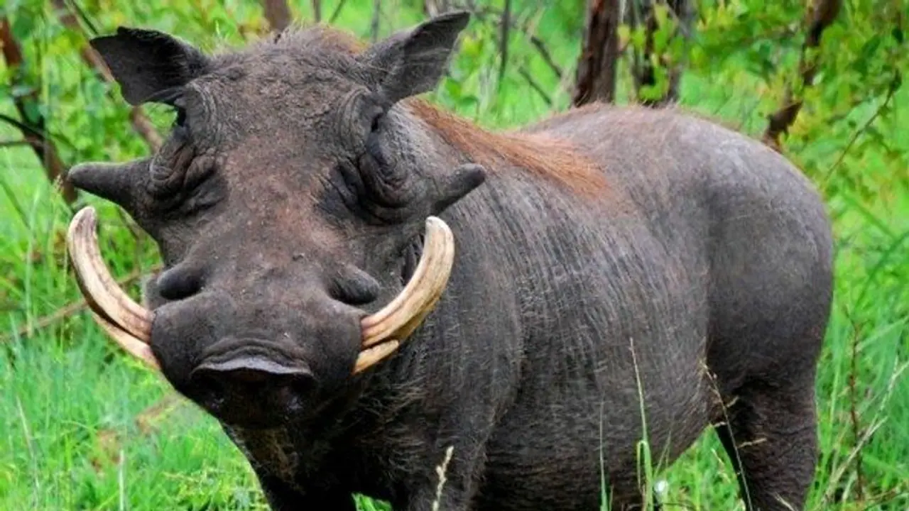 15 ದಿನಗಳಲ್ಲಿ 11 ಕಾಡುಪ್ರಾಣಿಗಳ ಸಾವು: ಆತಂಕ 15 ದಿನಗಳಲ್ಲಿ 11 ಕಾಡುಪ್ರಾಣಿಗಳ ಸಾವು: ಆತಂಕ