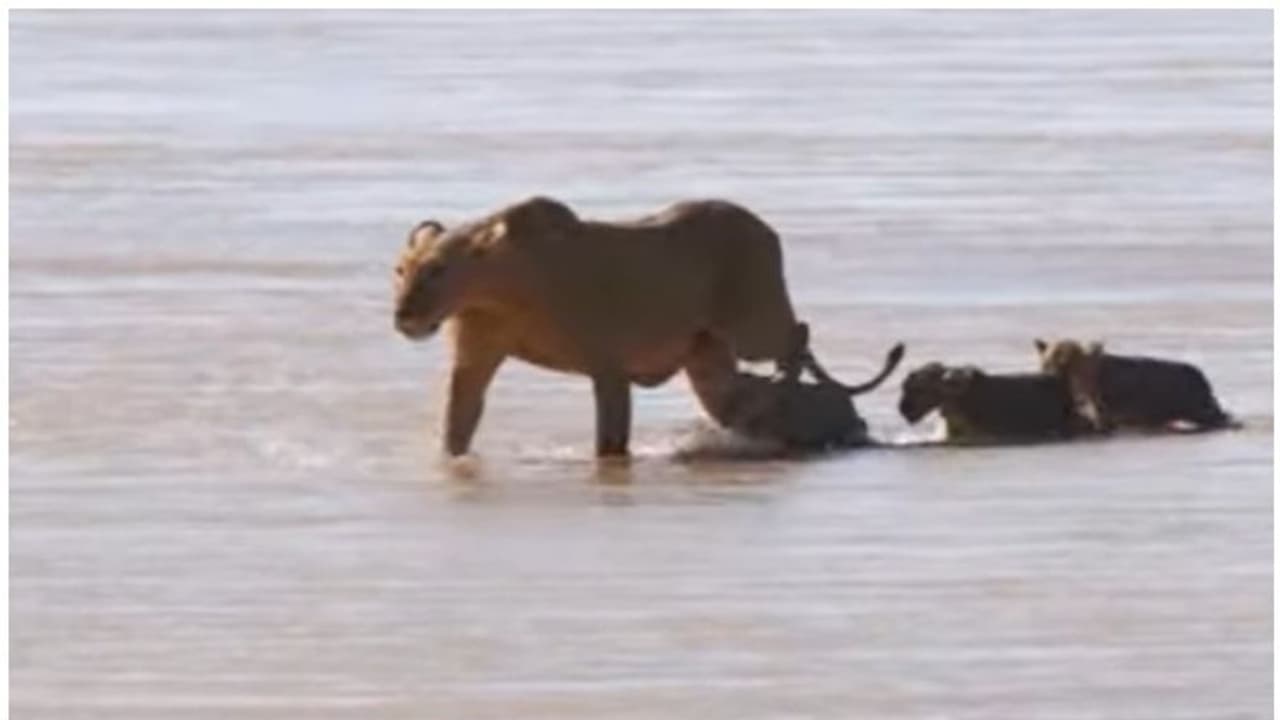 മുതലയുടെ വായിൽ നിന്ന് കുഞ്ഞിനെ രക്ഷിച്ച് അമ്മസിംഹം: വീഡിയോ കാണാം മുതലയുടെ വായിൽ നിന്ന് കുഞ്ഞിനെ രക്ഷിച്ച് അമ്മസിംഹം: വീഡിയോ കാണാം