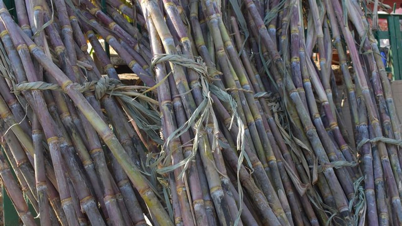 ಹಾಸನದಲ್ಲಿ ಫೆ.20ರಿಂದ ಸಕ್ಕರೆ ಕಾರ್ಖಾನೆ ಆರಂಭ