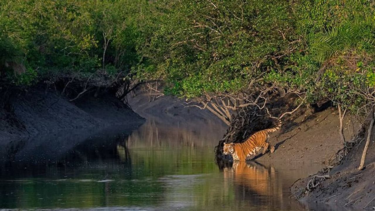 পুজোর আগে সুখবর, ১ অক্টোবর থেকে পর্যটকদের জন্য খুলছে সুন্দরবন পুজোর আগে সুখবর, ১ অক্টোবর থেকে পর্যটকদের জন্য খুলছে সুন্দরবন