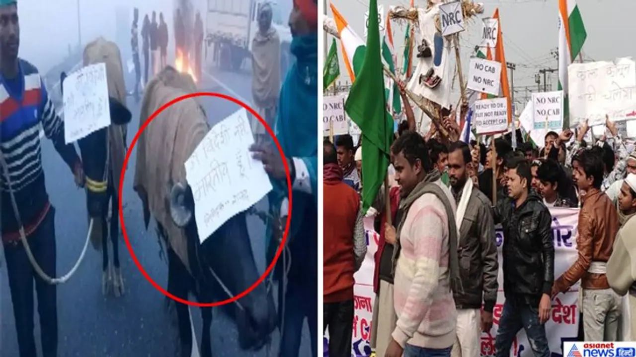 नागरिकता कानून का बिहार के लोगों ने किया अनोखा प्रदर्शन, विरोध के लिए भैंसों को उतारा मैदान में नागरिकता कानून का बिहार के लोगों ने किया अनोखा प्रदर्शन, विरोध के लिए भैंसों को उतारा मैदान में