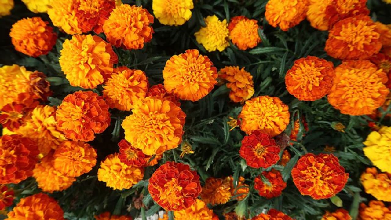 റോസും ചെണ്ടുമല്ലിയും കൃഷി ചെയ്ത് മാസം നേടുന്നത് ഒരുലക്ഷം രൂപ; ഇത് ഗുജറാത്തിലെ കര്ഷകരുടെ ജീവിതമാര്ഗം റോസും ചെണ്ടുമല്ലിയും കൃഷി ചെയ്ത് മാസം നേടുന്നത് ഒരുലക്ഷം രൂപ; ഇത് ഗുജറാത്തിലെ കര്ഷകരുടെ ജീവിതമാര്ഗം