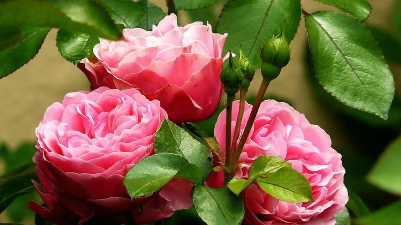 রোজ ডে তে জানুন বিশ্বের সবচেয়ে দামী গোলাপের গল্প, যার দাম শুনলে আতকে উঠবেন রোজ ডে তে জানুন বিশ্বের সবচেয়ে দামী গোলাপের গল্প, যার দাম শুনলে আতকে উঠবেন