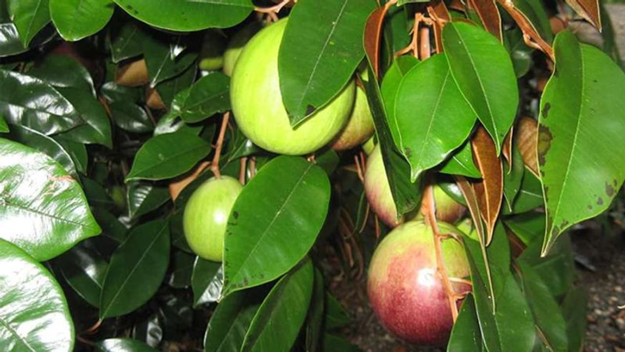 പാലിന്റെ രുചിയുള്ള മില്ക്ക് ഫ്രൂട്ട് അഥവാ സ്റ്റാര് ആപ്പിള്; കൃഷി ചെയ്യുന്നതിങ്ങനെ പാലിന്റെ രുചിയുള്ള മില്ക്ക് ഫ്രൂട്ട് അഥവാ സ്റ്റാര് ആപ്പിള്; കൃഷി ചെയ്യുന്നതിങ്ങനെ