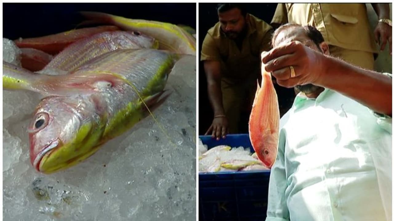 നഗരസഭ പിടിച്ചെടുത്ത മീനിൽ ഫോർമലിൻ ഇല്ലെന്ന് ഭക്ഷ്യസുരക്ഷ വകുപ്പ്; നഗരസഭയ്ക്കെതിരെ മത്സ്യത്തൊഴിലാളികൾ