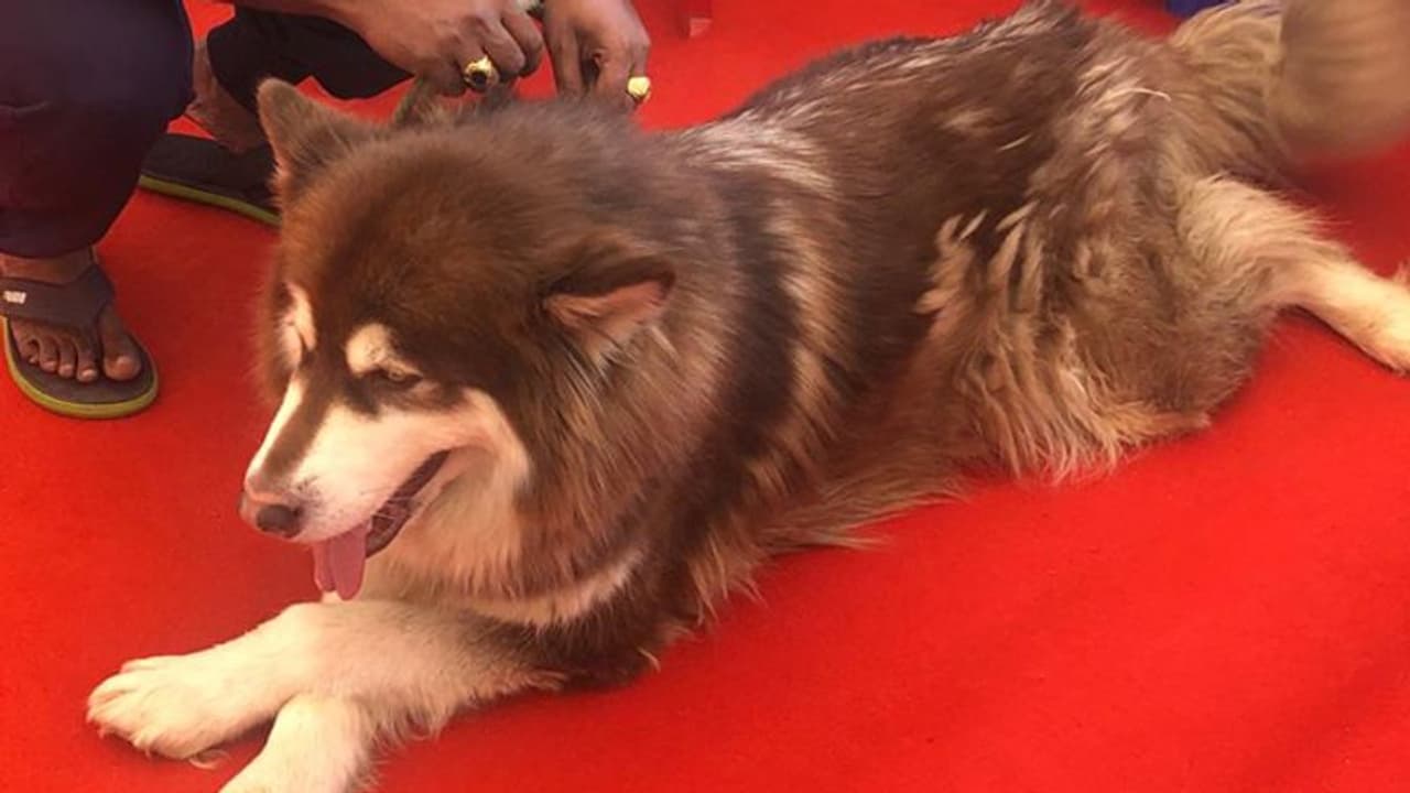 8 ಕೋಟಿ ರು. ನಾಯಿ ಕಳವು : ಹುಡುಕಿಕೊಟ್ಟರೆ 1 ಲಕ್ಷ ರು. ಬಹುಮಾನ! 8 ಕೋಟಿ ರು. ನಾಯಿ ಕಳವು : ಹುಡುಕಿಕೊಟ್ಟರೆ 1 ಲಕ್ಷ ರು. ಬಹುಮಾನ!