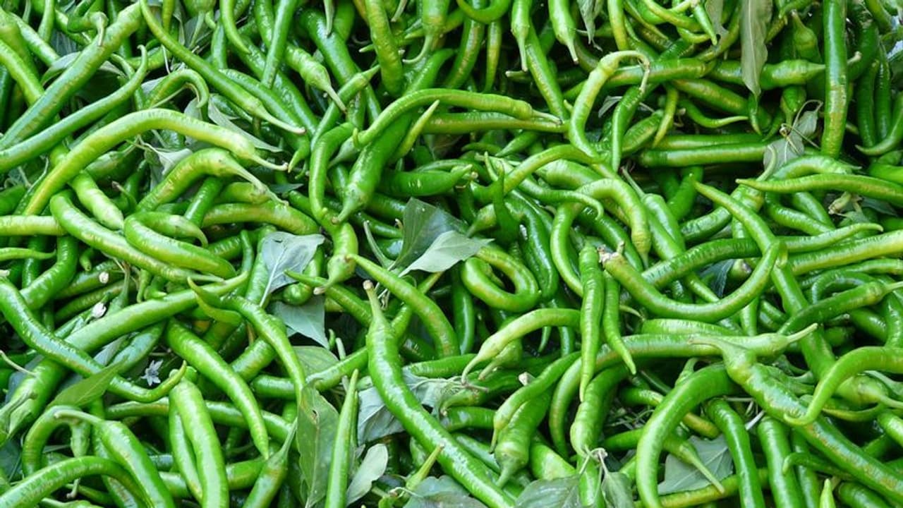 ಲಾಕ್‌ಡೌನ್‌ನಿಂದ ಬೆಲೆ ಕುಸಿತ: ಟ್ರ್ಯಾಕ್ಟರ್‌ ಹೊಡೆದು ಮೆಣಸಿನಕಾಯಿ ಬೆಳೆ ನಾಶ