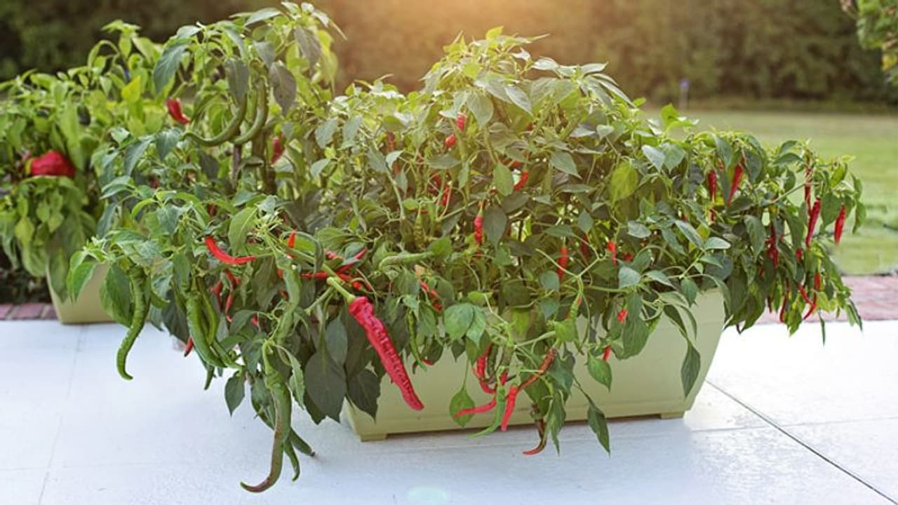 ആവശ്യത്തിന് പച്ചമുളക് വീട്ടില്ത്തന്നെയുണ്ടാക്കാം, ധാരാളം കായ്കളുണ്ടാകാന് ചില കാര്യങ്ങള് ആവശ്യത്തിന് പച്ചമുളക് വീട്ടില്ത്തന്നെയുണ്ടാക്കാം, ധാരാളം കായ്കളുണ്ടാകാന് ചില കാര്യങ്ങള്