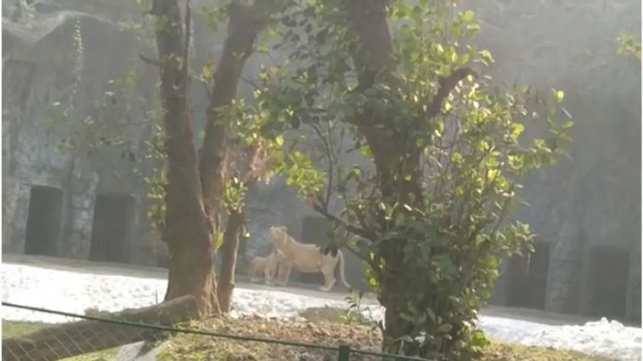 2 workers electrocuted while putting up hoarding at Alipore Zoo