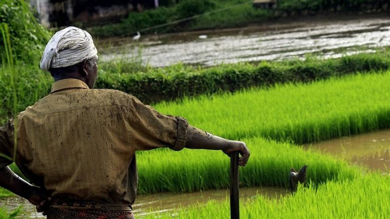 ನಮ್ಮ ರೈತರಿಗಿಂತ ವಿದೇಶಗಳ ರೈತರ ಬದುಕು ಹೇಗೆ ಭಿನ್ನ? ನಮ್ಮ ರೈತರಿಗಿಂತ ವಿದೇಶಗಳ ರೈತರ ಬದುಕು ಹೇಗೆ ಭಿನ್ನ?