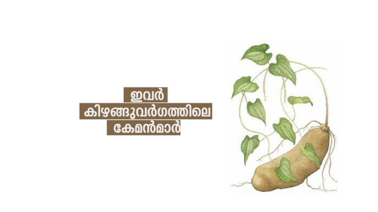 അടതാപ്പും മരച്ചീനിയും ചെറുകിഴങ്ങും; ഇവര് കിഴങ്ങുവര്ഗത്തിലെ കേമന്മാര് തന്നെ അടതാപ്പും മരച്ചീനിയും ചെറുകിഴങ്ങും; ഇവര് കിഴങ്ങുവര്ഗത്തിലെ കേമന്മാര് തന്നെ