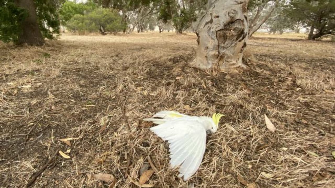 കൊടുംചൂട്, മരങ്ങളില്നിന്നും പക്ഷികള് ചത്തുവീഴുന്നു കൊടുംചൂട്, മരങ്ങളില്നിന്നും പക്ഷികള് ചത്തുവീഴുന്നു