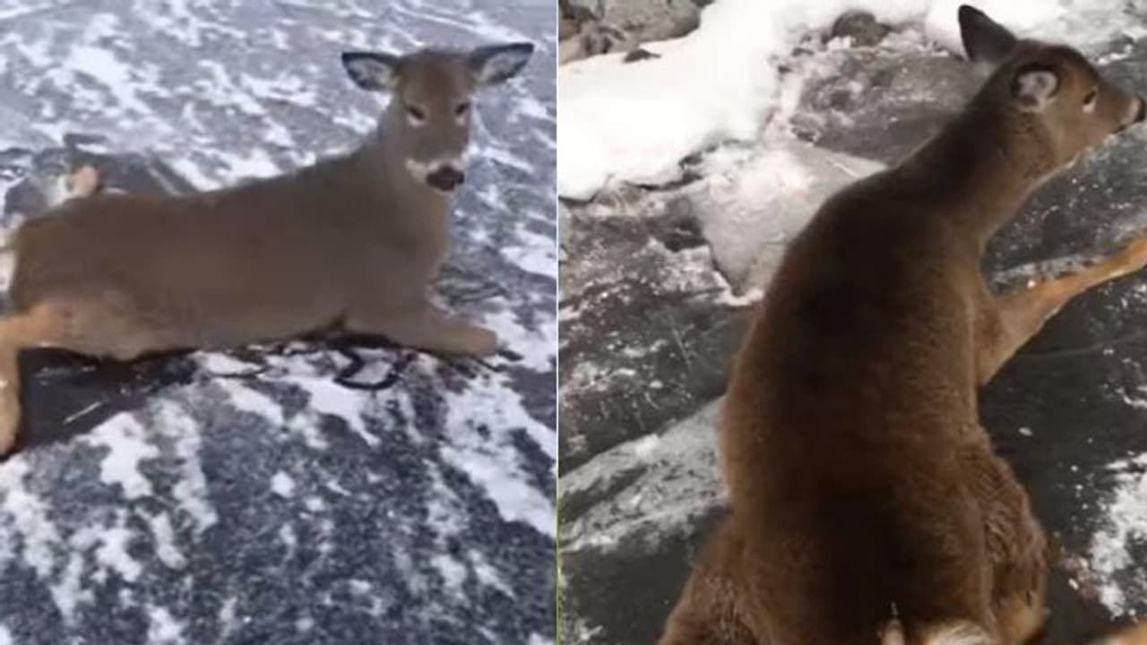 തടാകത്തിൽ കുടുങ്ങിയ മാനും കുഞ്ഞുങ്ങളും; രക്ഷപ്പെടുത്തിയത് ഇങ്ങനെ, വീഡിയോ കാണാം തടാകത്തിൽ കുടുങ്ങിയ മാനും കുഞ്ഞുങ്ങളും; രക്ഷപ്പെടുത്തിയത് ഇങ്ങനെ, വീഡിയോ കാണാം