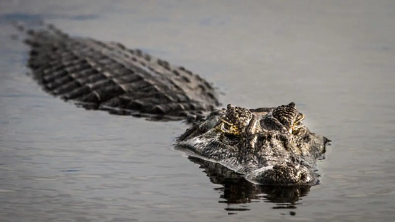 ಜಮಖಂಡಿ: ಎಮ್ಮೆ ಎಳೆದೊಯ್ದ ಮೊಸಳೆ, ವಿಡಿಯೋ ವೈರಲ್ ಜಮಖಂಡಿ: ಎಮ್ಮೆ ಎಳೆದೊಯ್ದ ಮೊಸಳೆ, ವಿಡಿಯೋ ವೈರಲ್