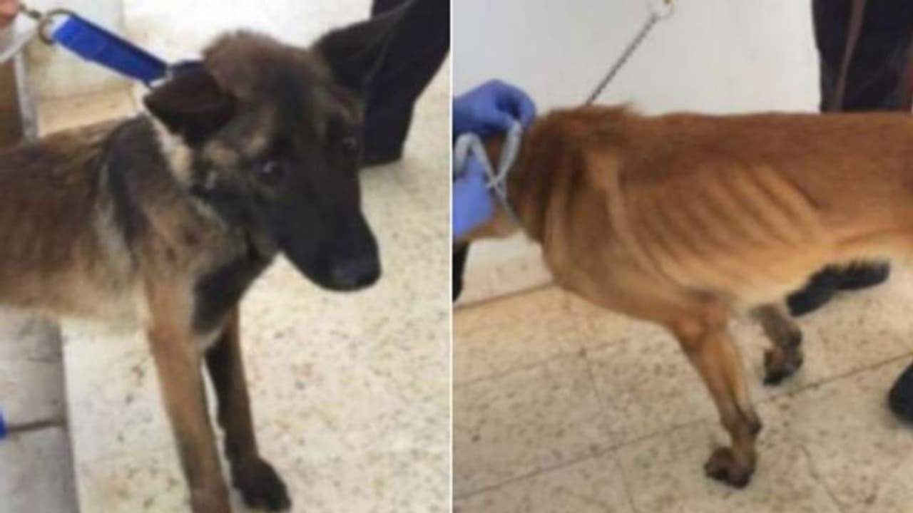 പോയവര് എല്ലും തോലുമായി തിരിച്ചെത്തി; അമേരിക്കന് സ്നിഫര് നായ്ക്കള് ഇനി ഈജിപ്തിലേക്കില്ല പോയവര് എല്ലും തോലുമായി തിരിച്ചെത്തി; അമേരിക്കന് സ്നിഫര് നായ്ക്കള് ഇനി ഈജിപ്തിലേക്കില്ല