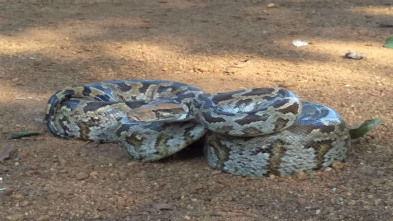 হঠাৎ হাজির অজগর, পিকনিক ভণ্ডুল ঝাড়গ্রামে হঠাৎ হাজির অজগর, পিকনিক ভণ্ডুল ঝাড়গ্রামে
