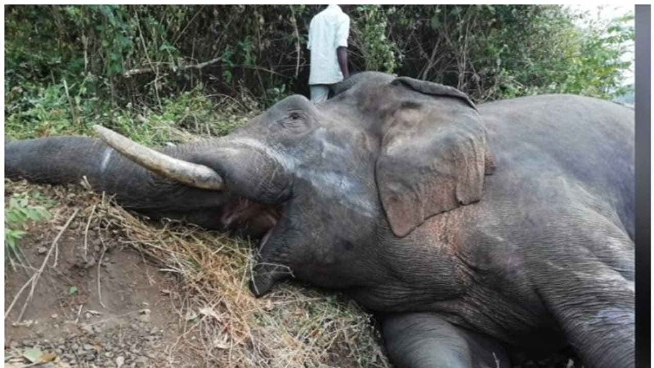 காட்டு யானை மீது பயங்கரமாக மோதிய ரயில்..! பலத்த காயங்களுடன் பலியான பரிதாபம்..! காட்டு யானை மீது பயங்கரமாக மோதிய ரயில்..! பலத்த காயங்களுடன் பலியான பரிதாபம்..!