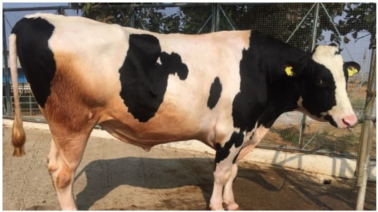 மாடுகளுக்காக மேட்ரிமோனி... இனப்பெருக்கத்திற்காக முயற்சி...! மாடுகளுக்காக மேட்ரிமோனி... இனப்பெருக்கத்திற்காக முயற்சி...!