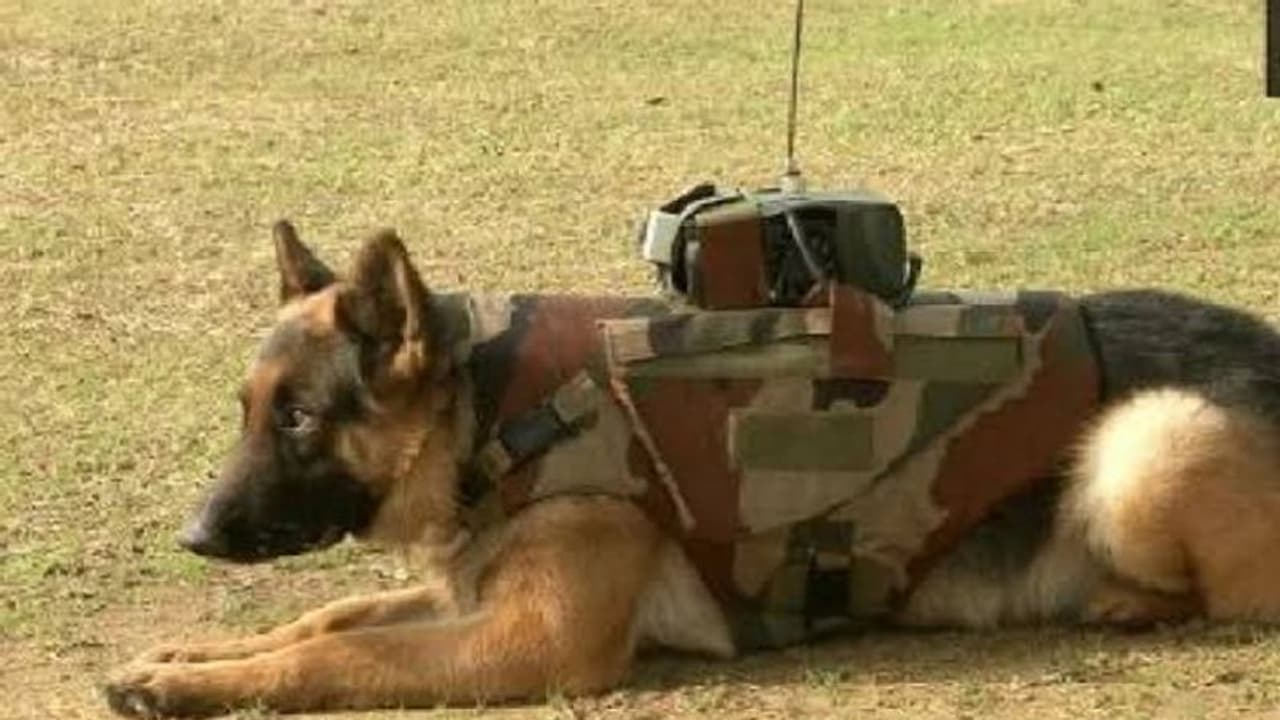 ಶ್ವಾನಗಳಿಗೂ ಬಂತು ಬುಲೆಟ್ಪ್ರೂಫ್ ಜಾಕೆಟ್! ಶ್ವಾನಗಳಿಗೂ ಬಂತು ಬುಲೆಟ್ಪ್ರೂಫ್ ಜಾಕೆಟ್!