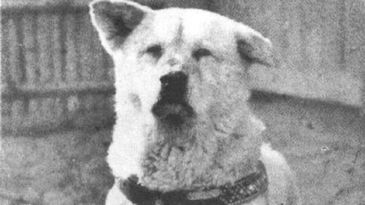 യജമാനന്‍ മരിച്ചുപോയതറിയാതെ പത്തുവര്‍ഷം റെയില്‍വെ സ്റ്റേഷനില്‍ അദ്ദേഹത്തെക്കാത്തിരുന്നൊരു നായ