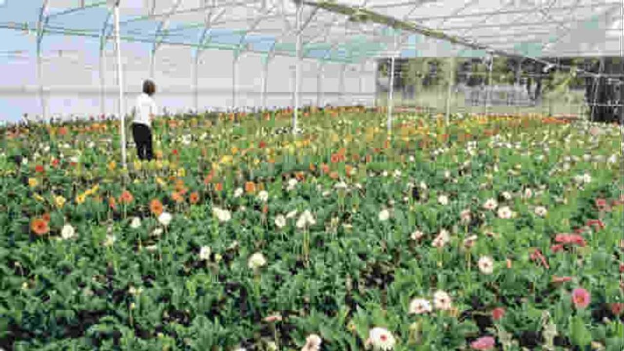 किसान के बेटे ने खेती के लिए छोड़ दी शानदार नौकरी, अब कमा रहे हैं लाखों का मुनाफा किसान के बेटे ने खेती के लिए छोड़ दी शानदार नौकरी, अब कमा रहे हैं लाखों का मुनाफा