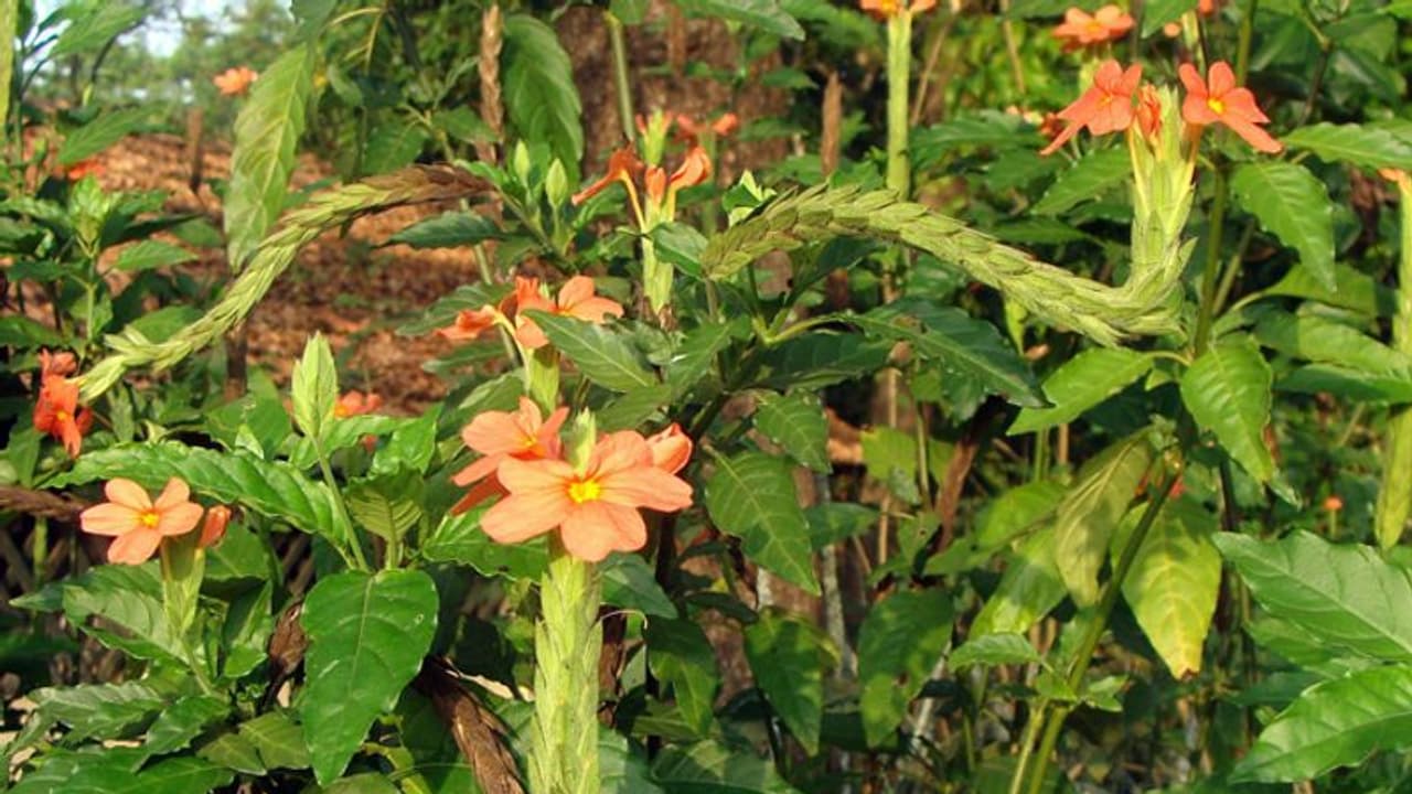 മുല്ലയും കനകാംബരവും; പുഷ്പവിപണിയിലെ താരങ്ങള് വീട്ടില് വളര്ത്താന് മുല്ലയും കനകാംബരവും; പുഷ്പവിപണിയിലെ താരങ്ങള് വീട്ടില് വളര്ത്താന്