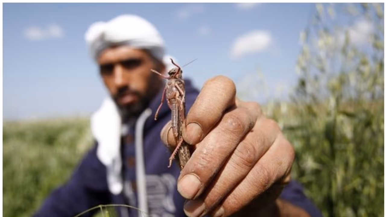 വെട്ടുകിളി : കൈവെള്ളയിൽ ഒതുങ്ങുന്ന കുഞ്ഞു ജീവി, തിന്നു തീർക്കുന്നത് 2500 പേർക്കുള്ള നെല്ല് വെട്ടുകിളി : കൈവെള്ളയിൽ ഒതുങ്ങുന്ന കുഞ്ഞു ജീവി, തിന്നു തീർക്കുന്നത് 2500 പേർക്കുള്ള നെല്ല്