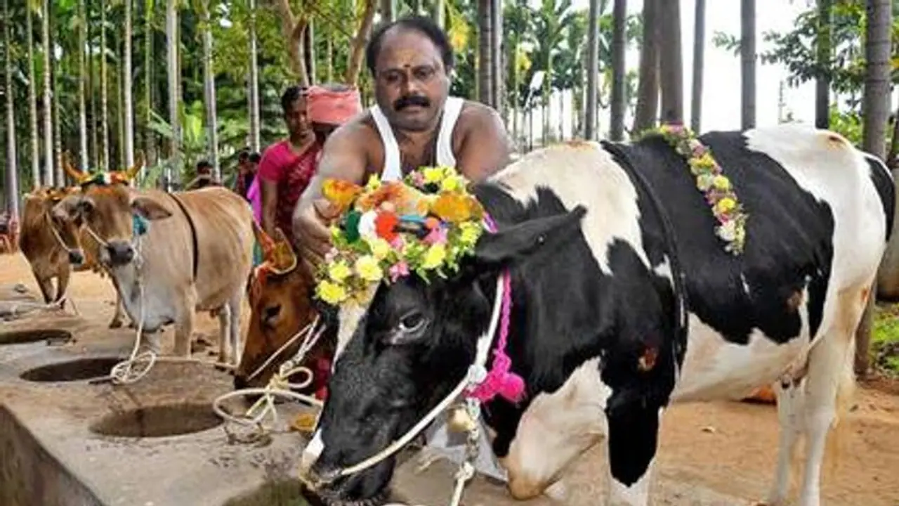 நன்றி சொல்லும் விதமாக கொண்டாடப்படும் மாட்டு பொங்கல்..!