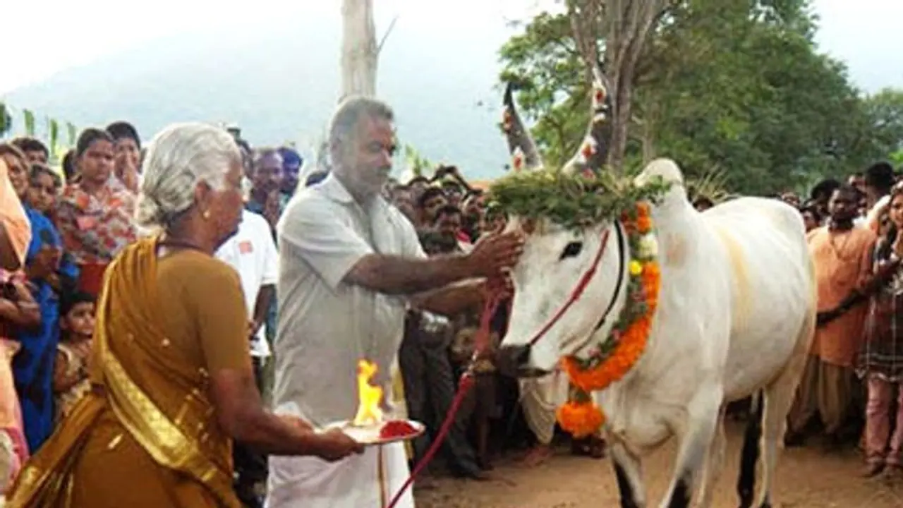 நன்றி தெரிவிக்கும் மாட்டுப்பொங்கல்