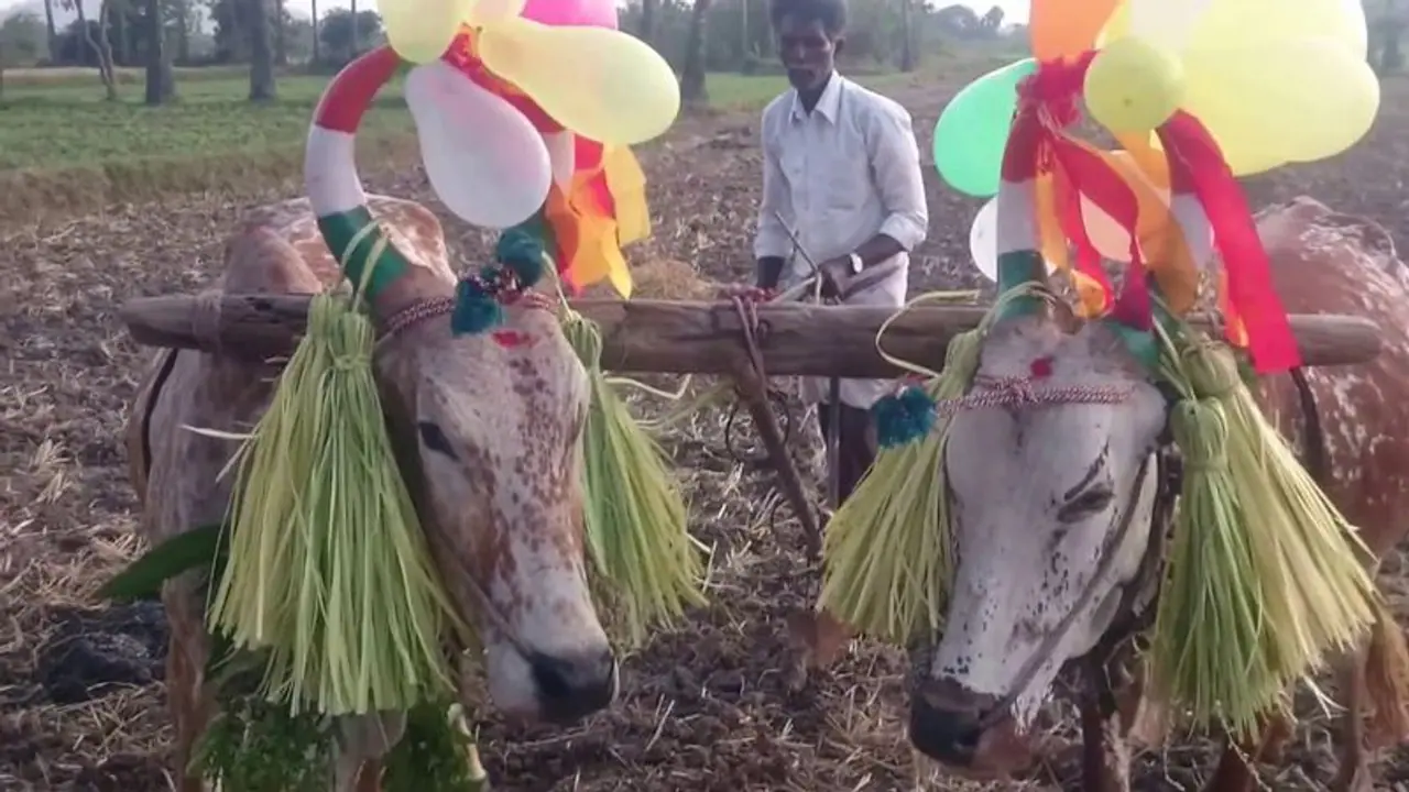 பொங்கல் திருநாள் பற்றி கட்டாயம் தெரிந்துகொள்ள வேண்டியது..! பொங்கல் திருநாள் பற்றி கட்டாயம் தெரிந்துகொள்ள வேண்டியது..!