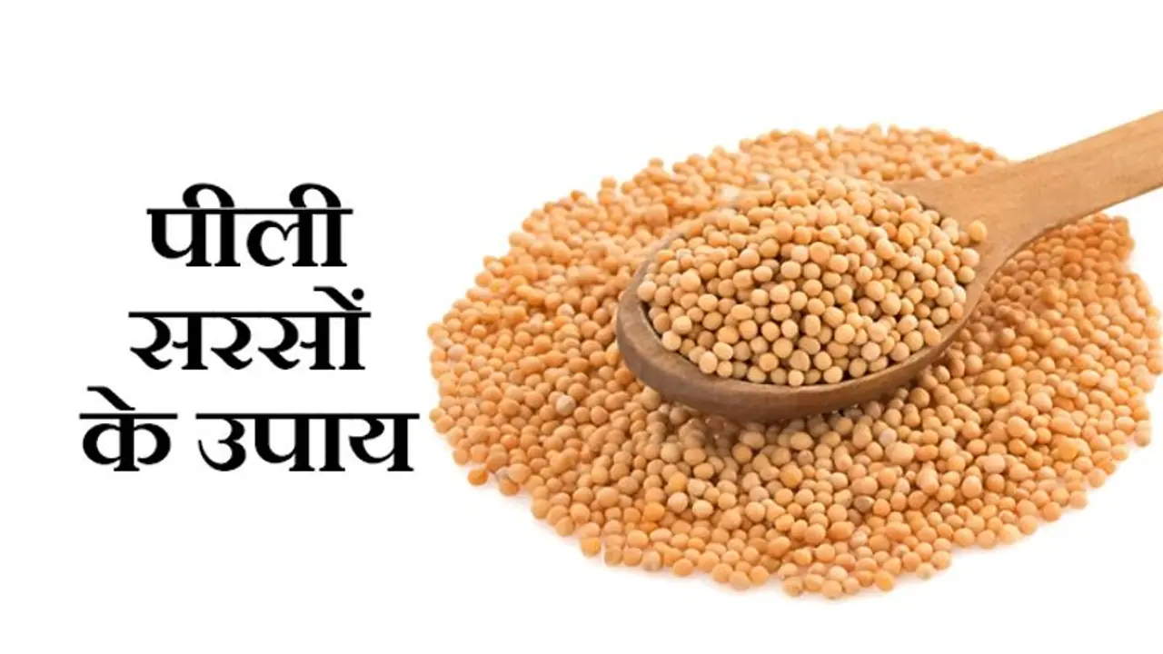 तंत्र और ज्योतिष उपायों में काम आती है पीली सरसों, ये हैं इससे जुड़े 5 उपाय तंत्र और ज्योतिष उपायों में काम आती है पीली सरसों, ये हैं इससे जुड़े 5 उपाय