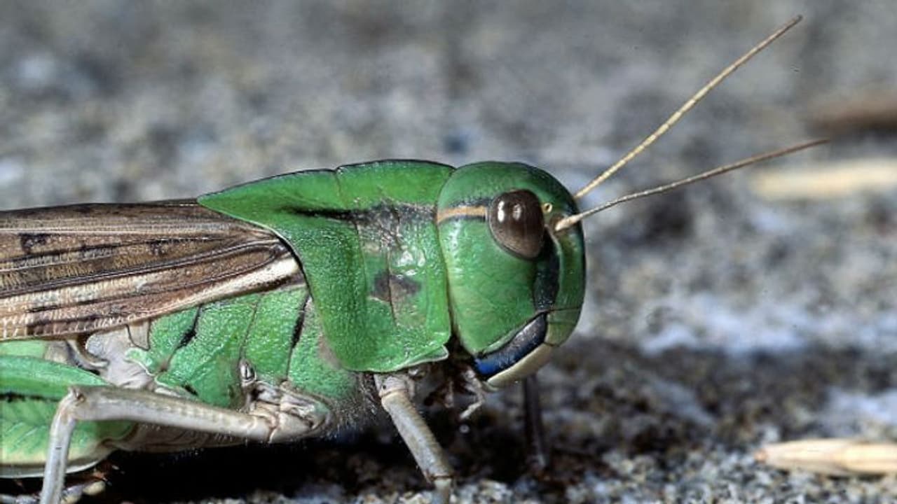 ফসল নষ্ট করছে পাকিস্তানের পঙ্গপাল, বিশেষ দল পাঠালেন মোদী ফসল নষ্ট করছে পাকিস্তানের পঙ্গপাল, বিশেষ দল পাঠালেন মোদী