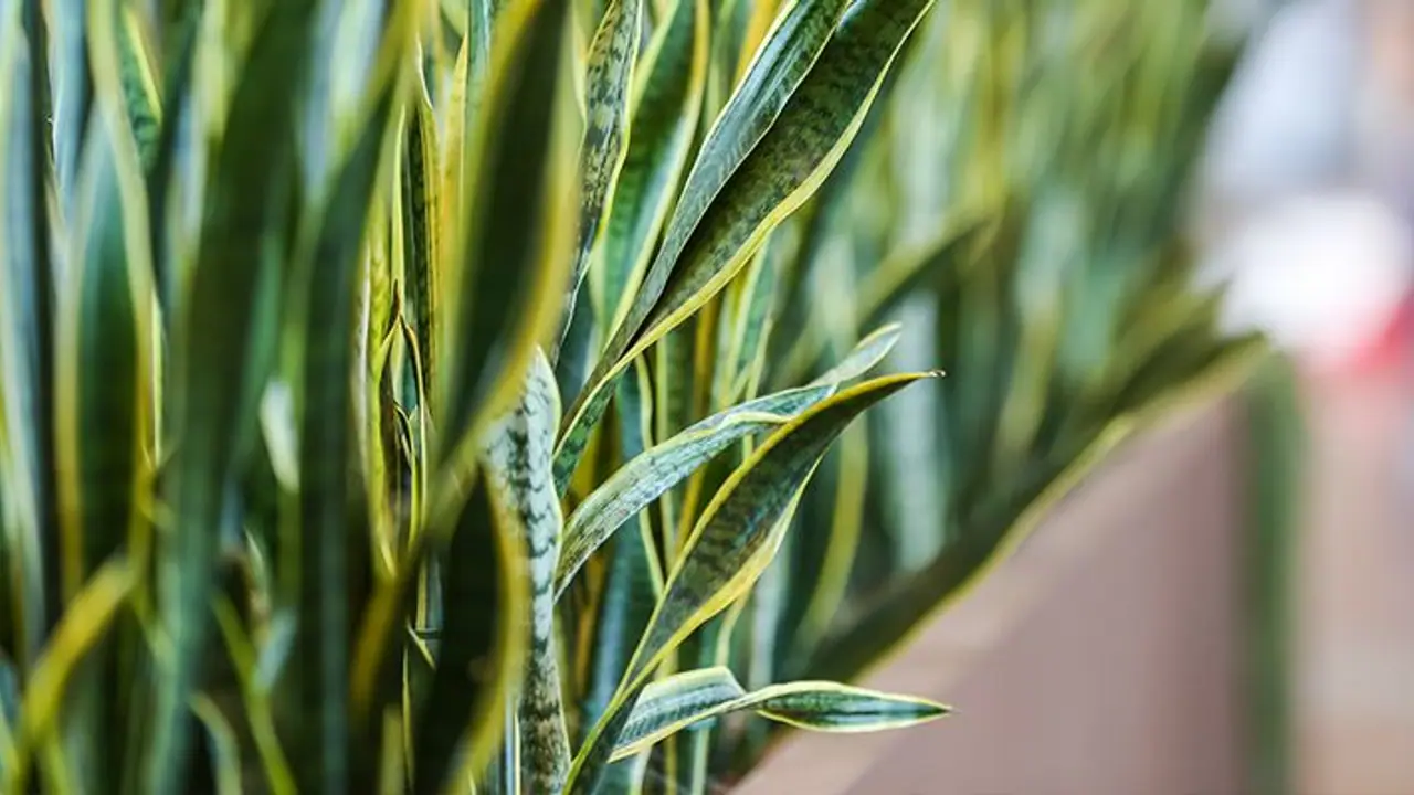 বাড়ির শিবলিঙ্গের সামনে রাখুন এই গাছ, কাটবে যাবতীয় দোষ কুনজর বাড়ির শিবলিঙ্গের সামনে রাখুন এই গাছ, কাটবে যাবতীয় দোষ কুনজর