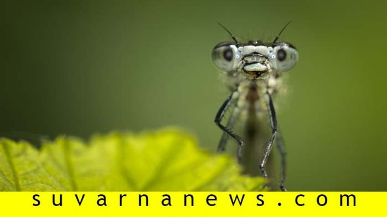 ಭೂಮಿ ಮೇಲೆ ಕೀಟಗಳೇ ಇಲ್ಲ ಅಂದ್ರೆ ಏನಾಗತ್ತೆ?