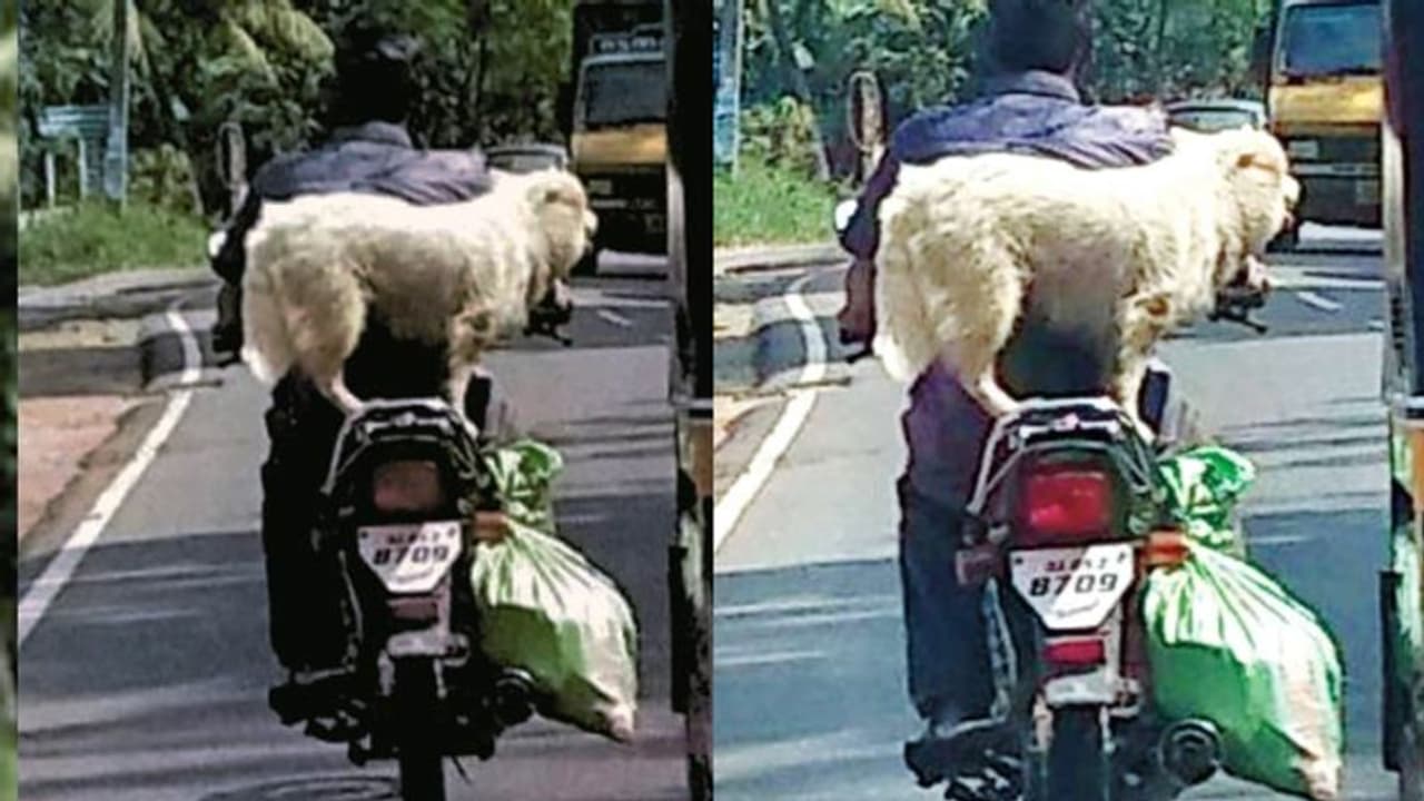 ഹെല്മറ്റിടാതെ, ബൈക്കിന് പിന്നില് നായയെ നിര്ത്തി സാഹസിക യാത്ര; വീഡിയോയില് കുടുങ്ങി ഉടമസ്ഥന് ഹെല്മറ്റിടാതെ, ബൈക്കിന് പിന്നില് നായയെ നിര്ത്തി സാഹസിക യാത്ര; വീഡിയോയില് കുടുങ്ങി ഉടമസ്ഥന്