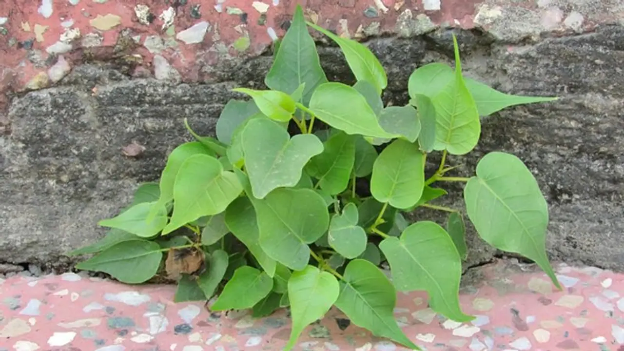 घर की दीवार पर उगे पीपल को हटाने से लगता है दोष, दुर्भाग्य से बचने के लिए करें ये उपाय