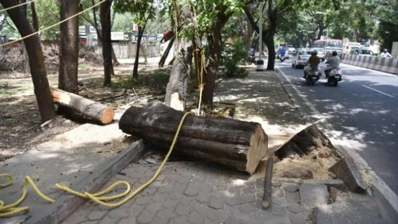 ಅಭಿವೃದ್ಧಿ ನೆಪದಲ್ಲಿ ಮರಗಳಿಗೆ ಕೊಡಲಿ ಪೆಟ್ಟು: ತಾಪಮಾನ ಏರಿಕೆಗೆ ಸರ್ಕಾರವೇ ಕಾರಣ?