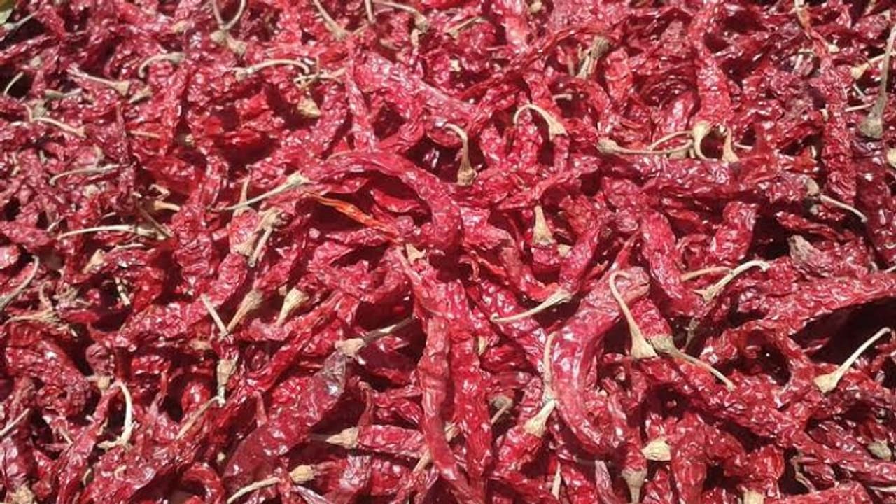 20 ಸಾವಿರ ರೂ. ಗಡಿ ದಾಟಿದ ಬ್ಯಾಡಗಿ ಮೆಣಸು, ಅತಿವೃಷ್ಠಿಯಿಂದ ಇಳುವರಿ ಕುಸಿತ! 20 ಸಾವಿರ ರೂ. ಗಡಿ ದಾಟಿದ ಬ್ಯಾಡಗಿ ಮೆಣಸು, ಅತಿವೃಷ್ಠಿಯಿಂದ ಇಳುವರಿ ಕುಸಿತ!