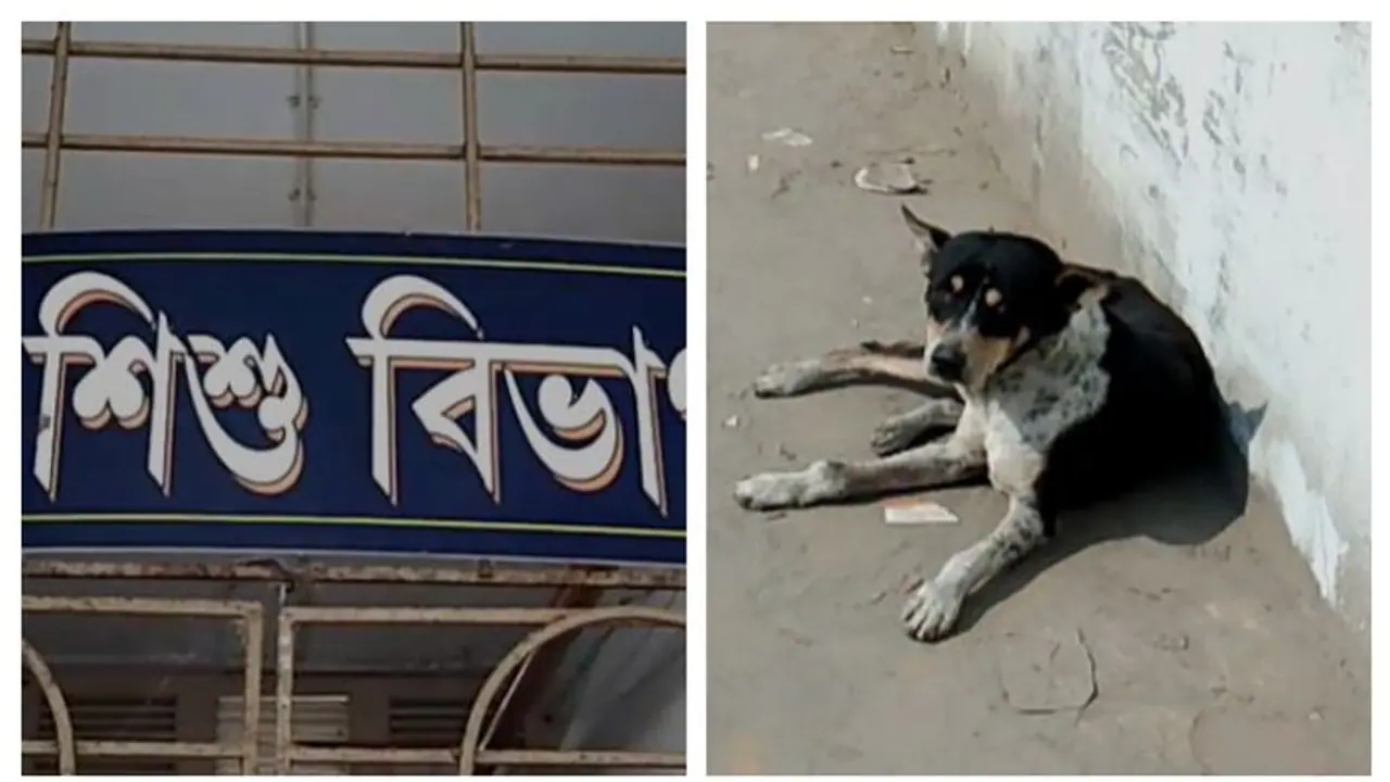 ফেলে দিয়ে গেল প্রিয়জনরা, শীতের রাতে সদ্যোজাতকে আগলে রাখল সারমেয়