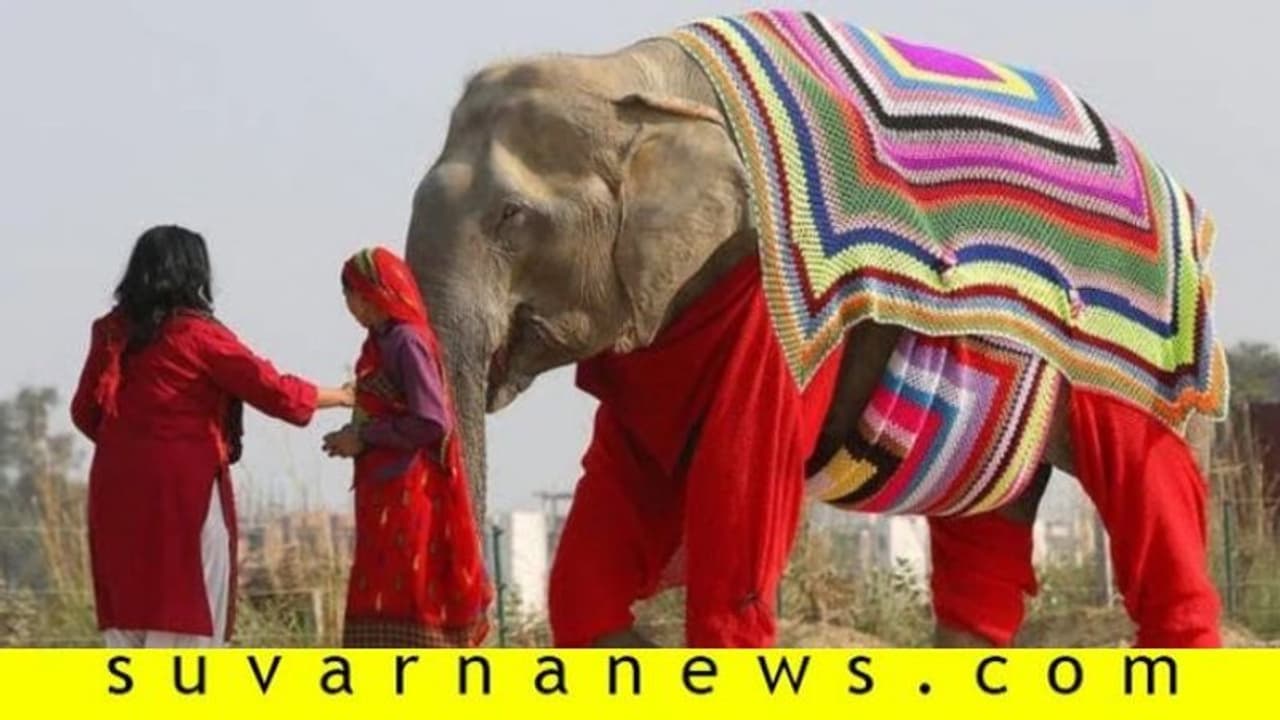 ಚಳಿಯಿಂದ ರಕ್ಷಣೆಗೆ ಆನೆಗೂ ಬಂತು ಸ್ವೆಟರ್! ಚಳಿಯಿಂದ ರಕ್ಷಣೆಗೆ ಆನೆಗೂ ಬಂತು ಸ್ವೆಟರ್!