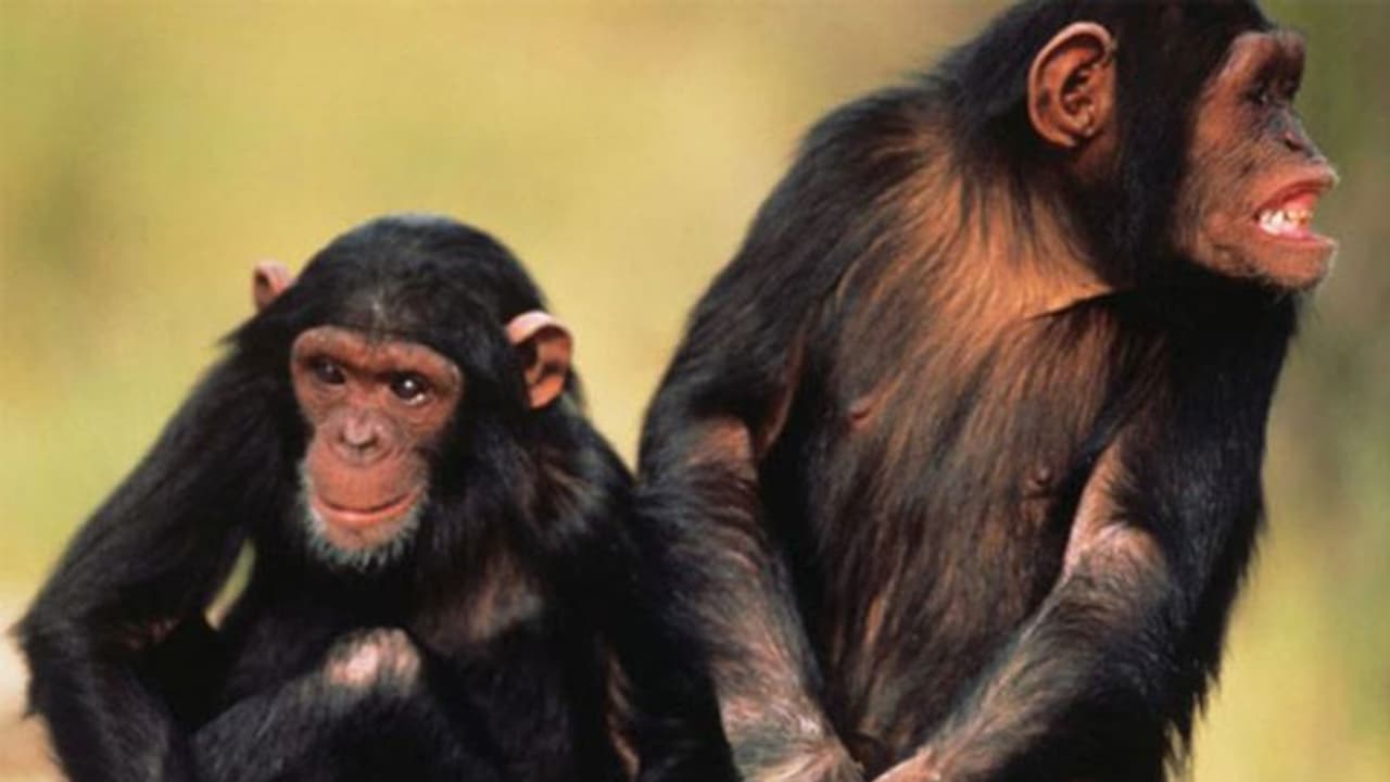 മനുഷ്യന് നൃത്തം ചെയ്യാനുള്ള കഴിവ് ലഭിച്ചത് ചിമ്പാന്‍സികളില്‍നിന്നോ?
