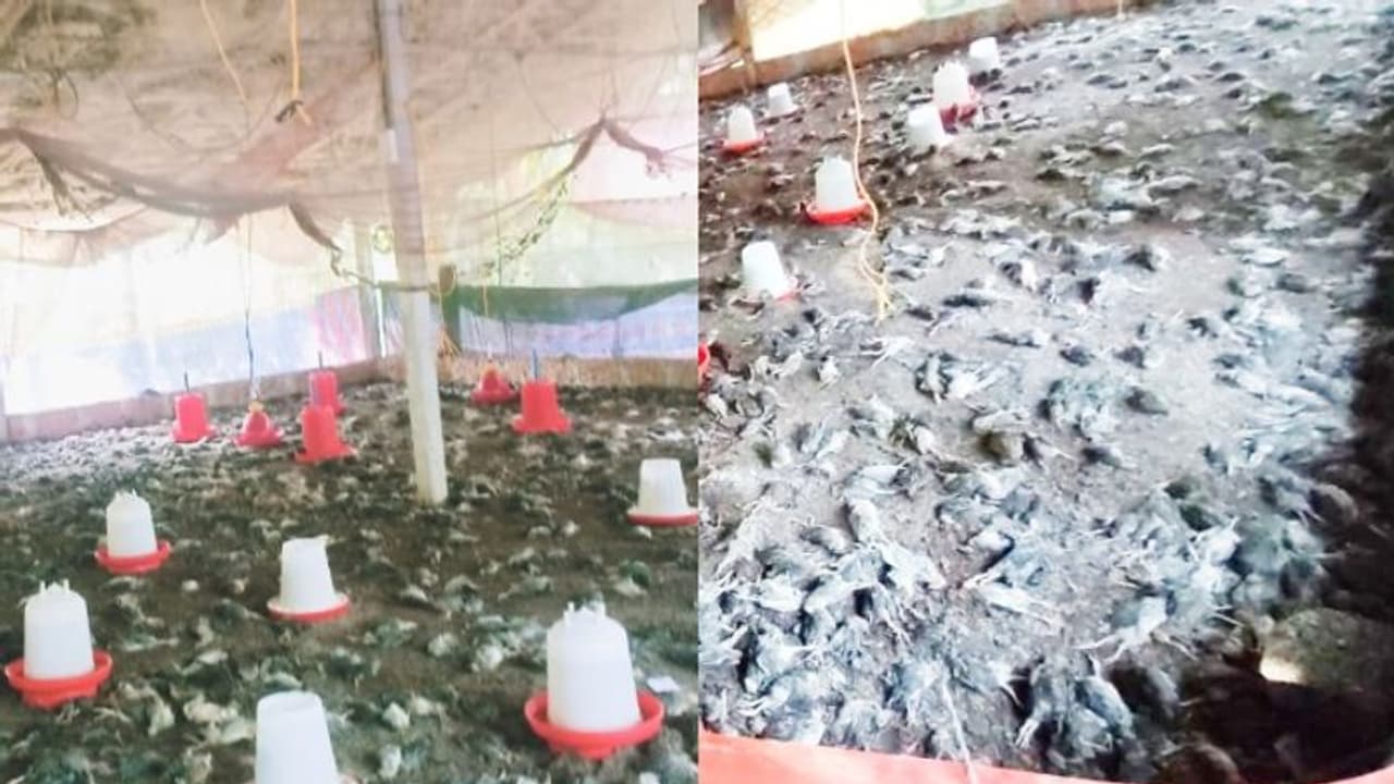 ഫാമിൽ കയറി 4500ലധികം കാടകളെ കാട്ടുജീവികൾ കടിച്ചുകൊന്നു ഫാമിൽ കയറി 4500ലധികം കാടകളെ കാട്ടുജീവികൾ കടിച്ചുകൊന്നു