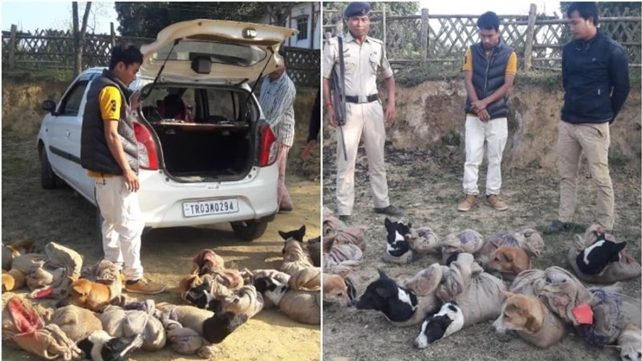 ഇറച്ചിക്കായി 12 തെരുവുനായ്ക്കളെ കടത്തി; രണ്ടുപേര് പിടിയില് ഇറച്ചിക്കായി 12 തെരുവുനായ്ക്കളെ കടത്തി; രണ്ടുപേര് പിടിയില്